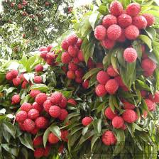 China 3 Lychee Plant