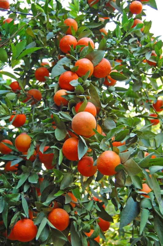 China Sweet Orange