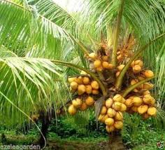 Coconut Plant-Kerala