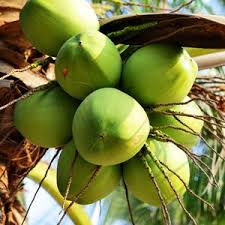 Coconut Plants Local