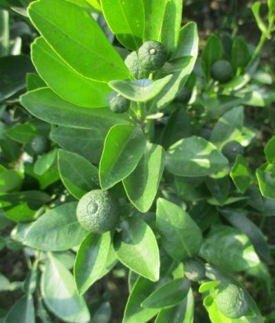Cot Lemon Tree