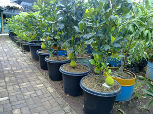 Grafted Thai Hybrid Jackfruit (All Season)