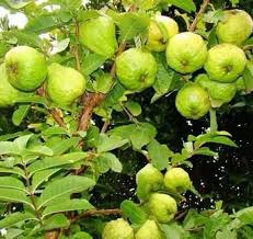 Guava Tree Plant Thai-All Season