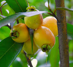 Gulap Jaam Fruit Plant