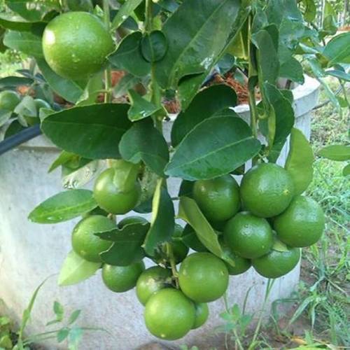 Hazari Lemon Tree