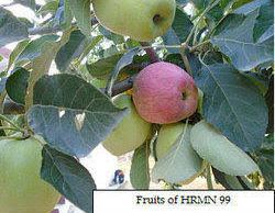 HRMN 99 Apple-Perfect For BD