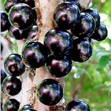 Jaboticaba Fruit Tree Plant