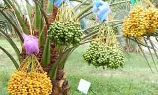 Khajoor Plant Saudi Arabia