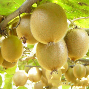 Kiwi Fruit Plant