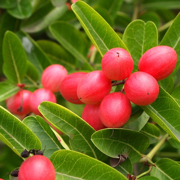 Koromcha Plant Hybrid