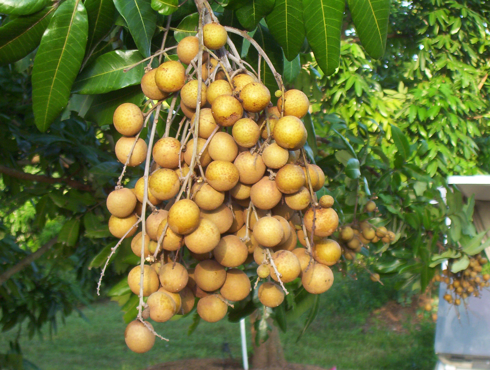 Longan Fruit Plant Local