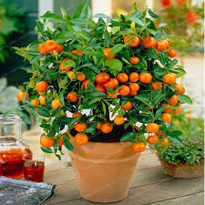 Malta colour Fruit Plant
