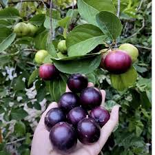 Manila Cherry Plant