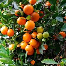 Mini Persimmon Tree