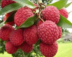 Mojafori Lichi Tree