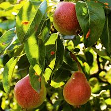 Nashpati Fruit Plant