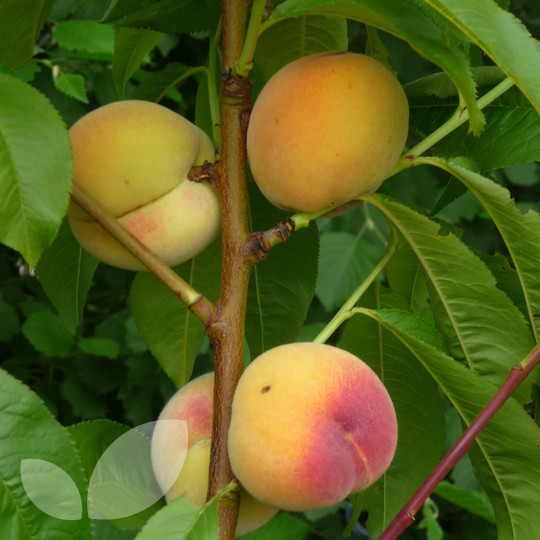 Peach Fruit grapted Tree Plant