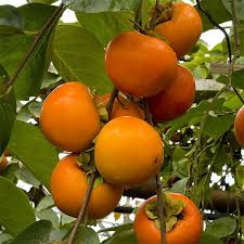 Persimmon Fruit Plant