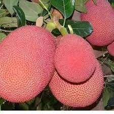 Pink Jackfruit tree Plant Thai