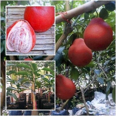 Red Pomelo Thai