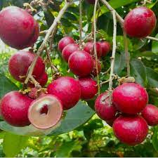 Ruby Longan Fruit Plant