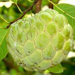 Sharifa Fruit Plant Hybrid