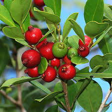 Strawberry Guava