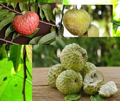 Sudani Shareefa Tree