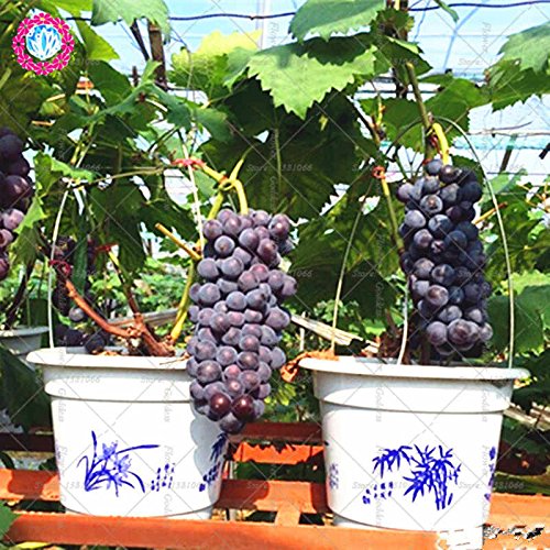 Sweet Black Grapes Plant
