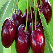 Sylvia Sweet Cherry Plant
