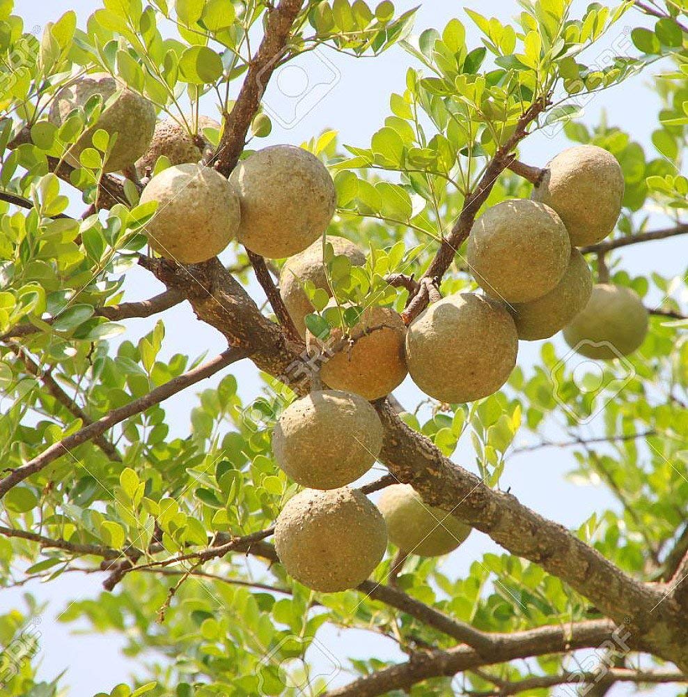 Thai Bael Fruit Tree