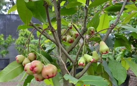 Thai Jamrul Plant
