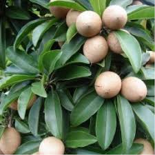 Thai Sopheda Fruit Plant