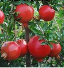 Vagua Anar Fruit Tree Plant