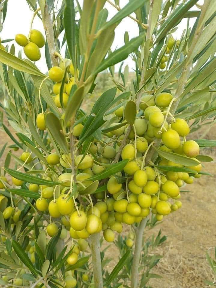 Zaitun Fruit Plant