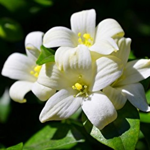 Drobe Kamini Plants