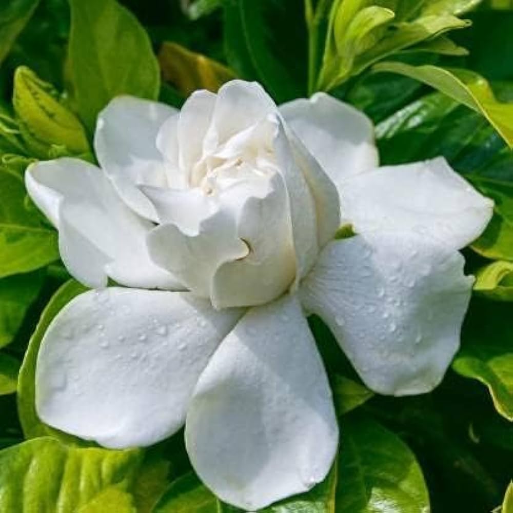Gondhoraj Flower Plants