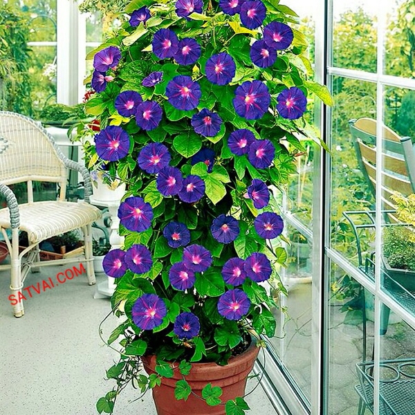 Morning Glory Plants