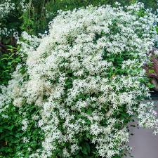 Aromatic Jui Flower