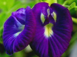 Blue Aparajita Flower
