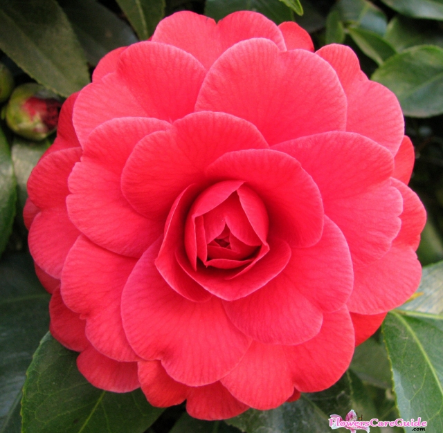 Camellia Flower Plant Indean