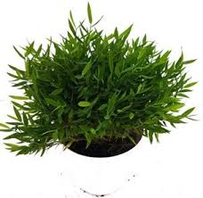 China Bamboo