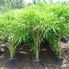 Ghoti Bamboo