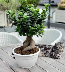 Ginseng Bonsai