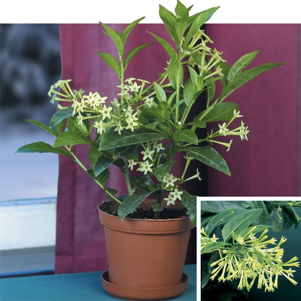 Hasna hena Flower Plant