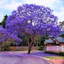 Jacaranda Flower Tree Plant