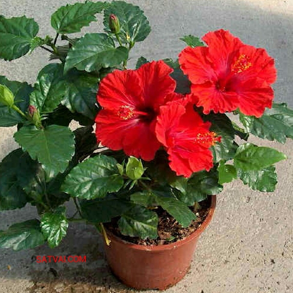 Joba Indian Hybrid