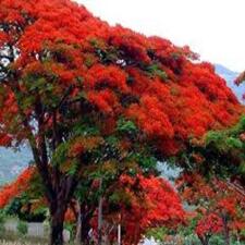 Krishnachura Flower Tree Plant