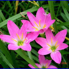 Lily Flower Indean