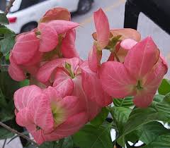 Musanda Flower Plant